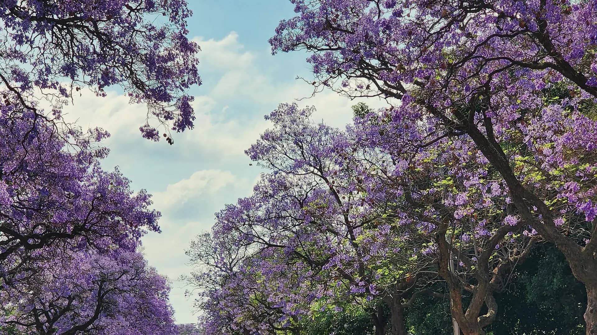 A suburban street lined with jacaranda trees in full purple flower