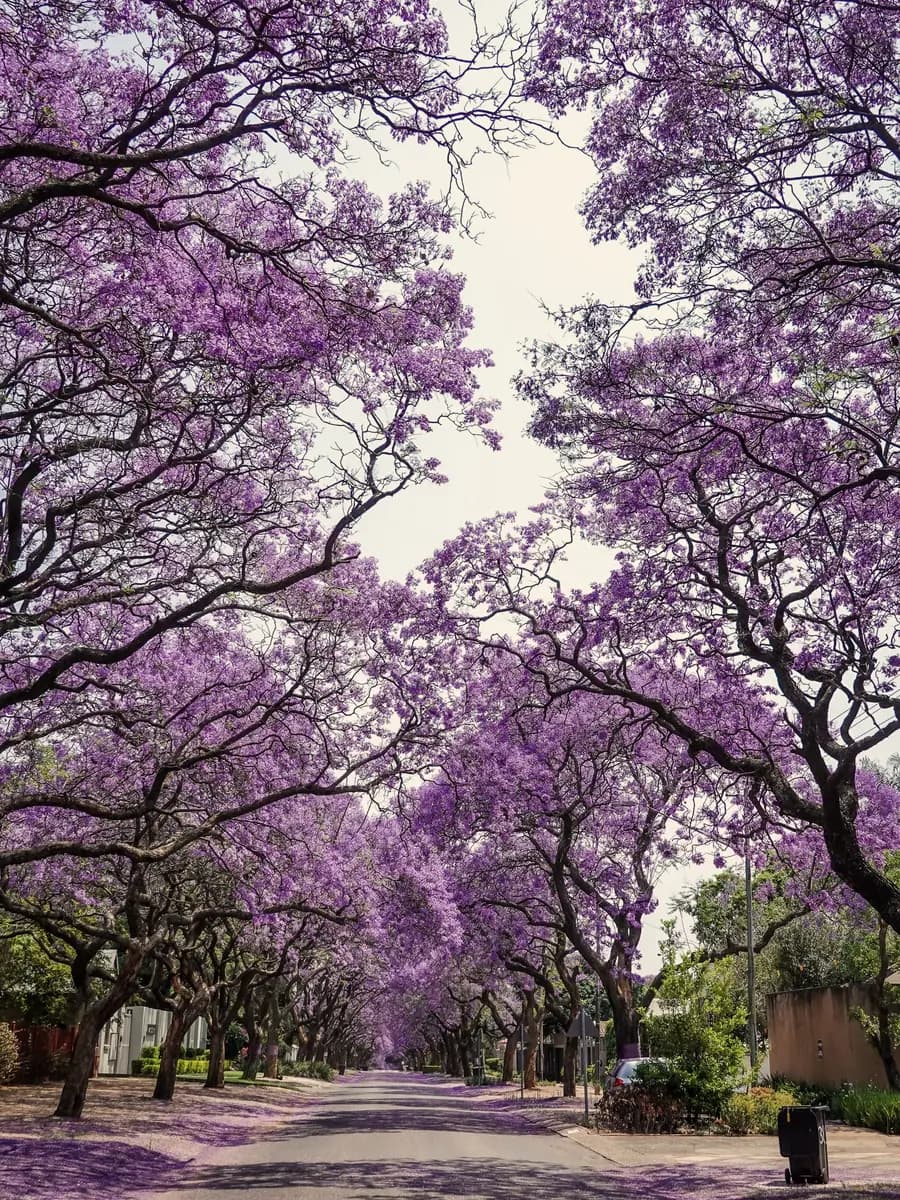 Jacaranda trees in flower over a suburban pavement