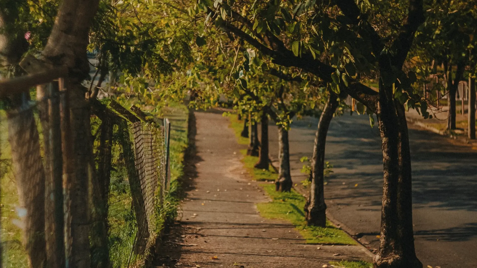 A shaded walking path under a row of old trees in morning light