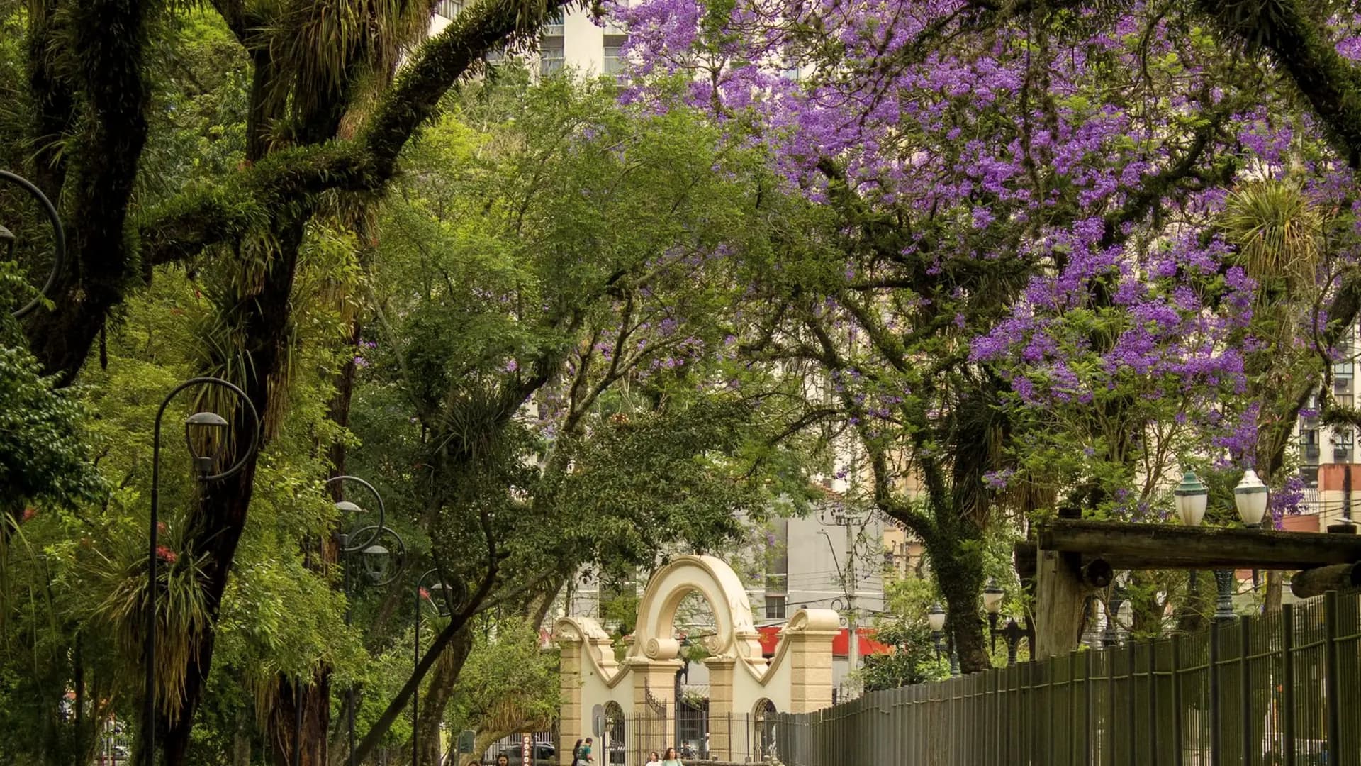 A tree lined path through a Johannesburg park with jacarandas in flower