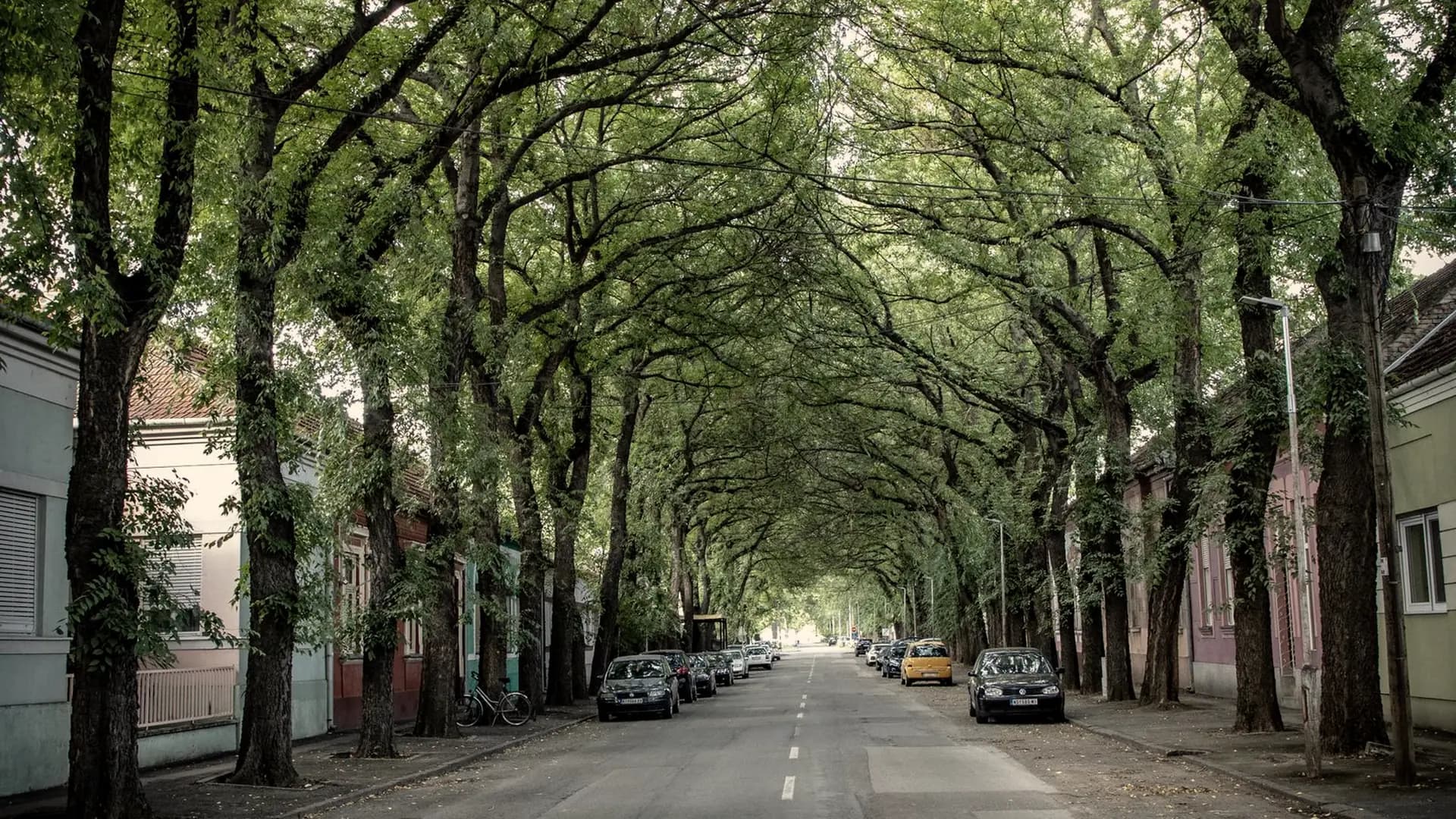 A straight suburban road under a long tunnel of mature trees